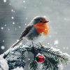 Christmas Cards -  Single Robin  (pack of 10) CMS