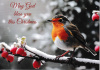Christmas Cards  - Single Robin with words-  (pack of 10) CMS