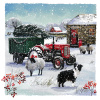 Christmas Cards - Sheep Dog - Pack of 10 CMS