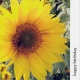 Card - Happy Birthday, Yellow Sunflower with NIV Scripture Text