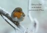 Christmas Card - Robin on a Frosty Branch - GM - Pack of 10 - CMS